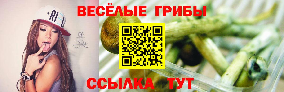 Псилоцибиновые грибы Cubensis  как найти   Топки  Вход с VPN 